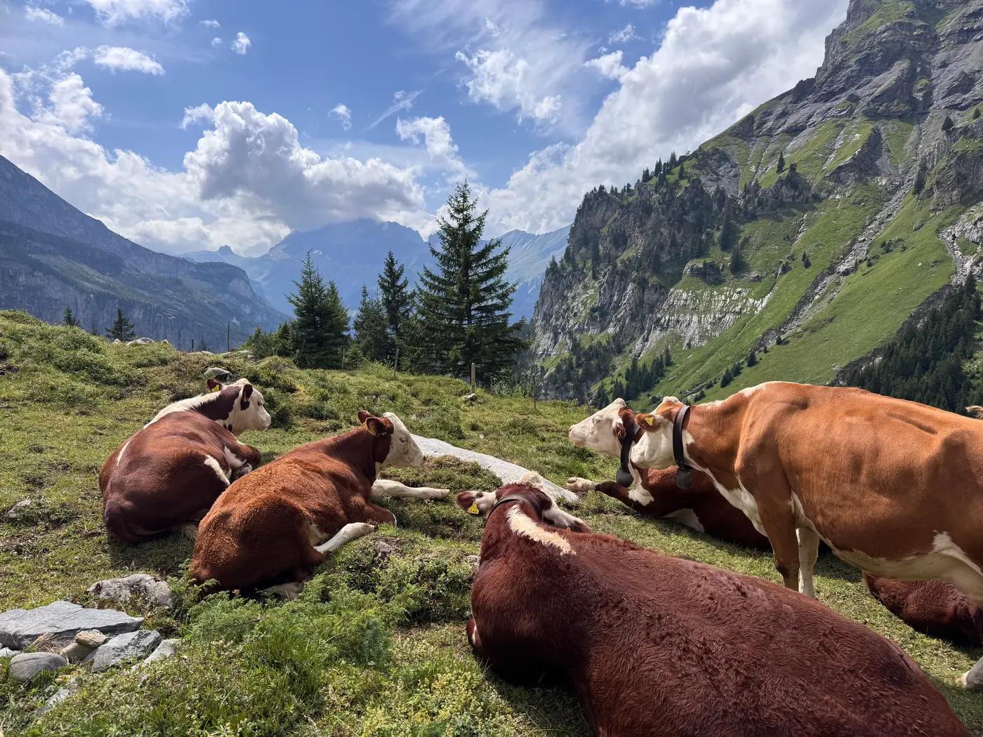 Vaci odihnindu-se pe pășunea alpină de deasupra văii